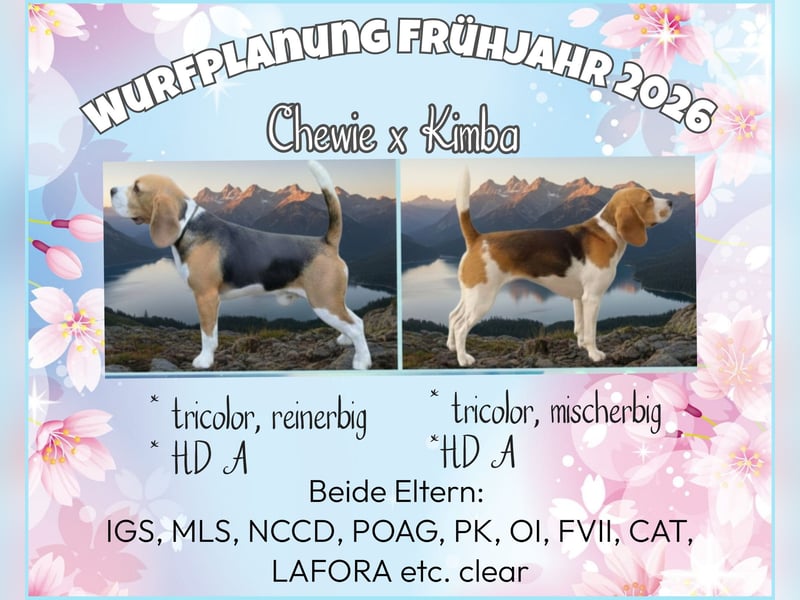 Beagle Wurfplanung 2026