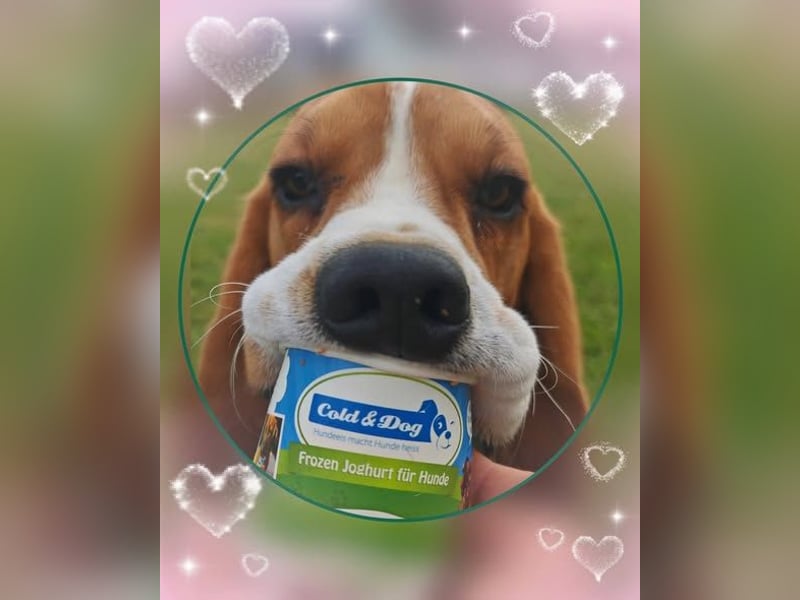 Beagle Wurfplanung 2026