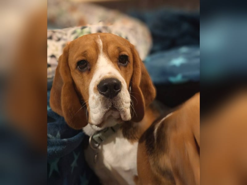 Beagle Wurfplanung 2026