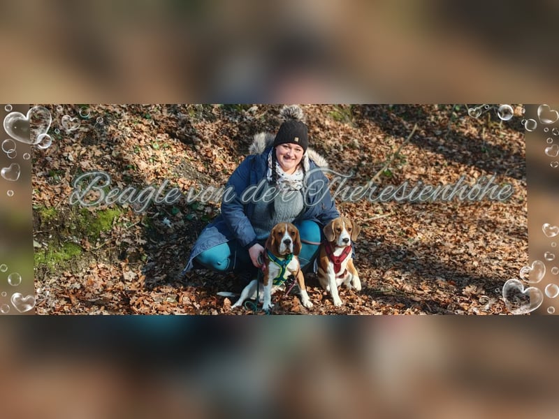 Beagle Wurfplanung 2026