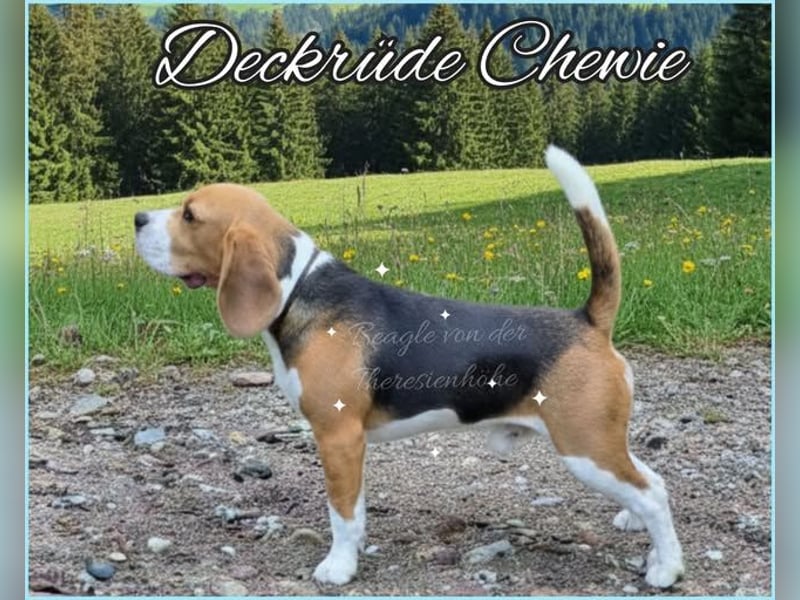 Beagle Wurfplanung 2026