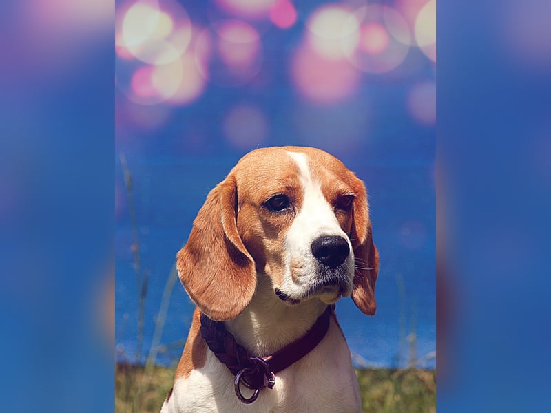 Beagle Wurfplanung 2026