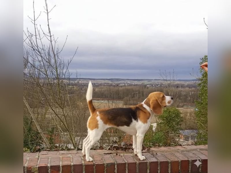 Beagle Wurfplanung 2026