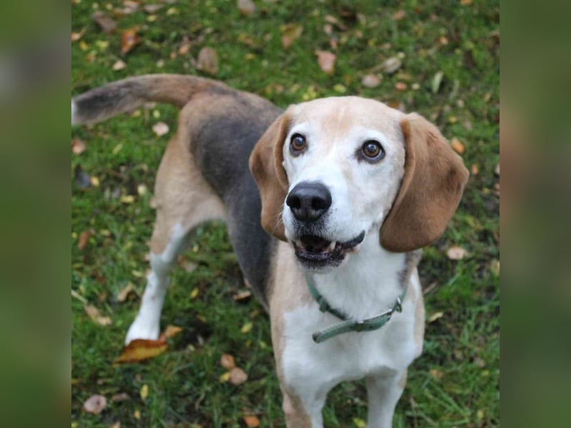Otto, ein Sonnenschein auf 4 Pfoten