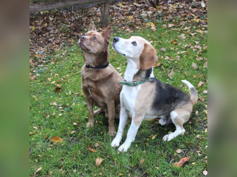 Otto, ein Sonnenschein auf 4 Pfoten