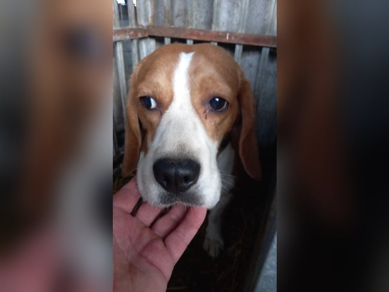 Bicska, schüchterner Beagle Rüde geb. 2021