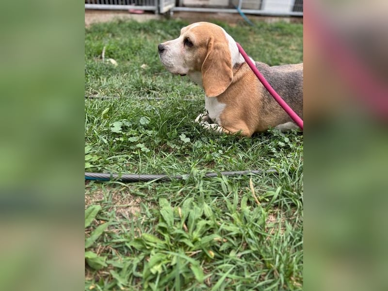 Maya, freundliche Beagle Hündin geb. 2019