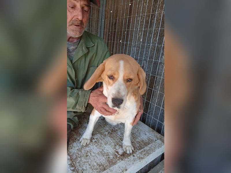 Mazli, freundliche Beagle Hündin geb. 12 /2019
