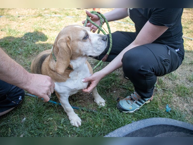 Maya, freundliche Beagle Hündin geb. 2019