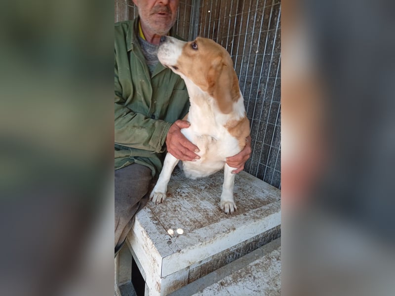 Mazli, freundliche Beagle Hündin geb. 12 /2019