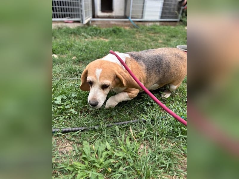 Maya, freundliche Beagle Hündin geb. 2019