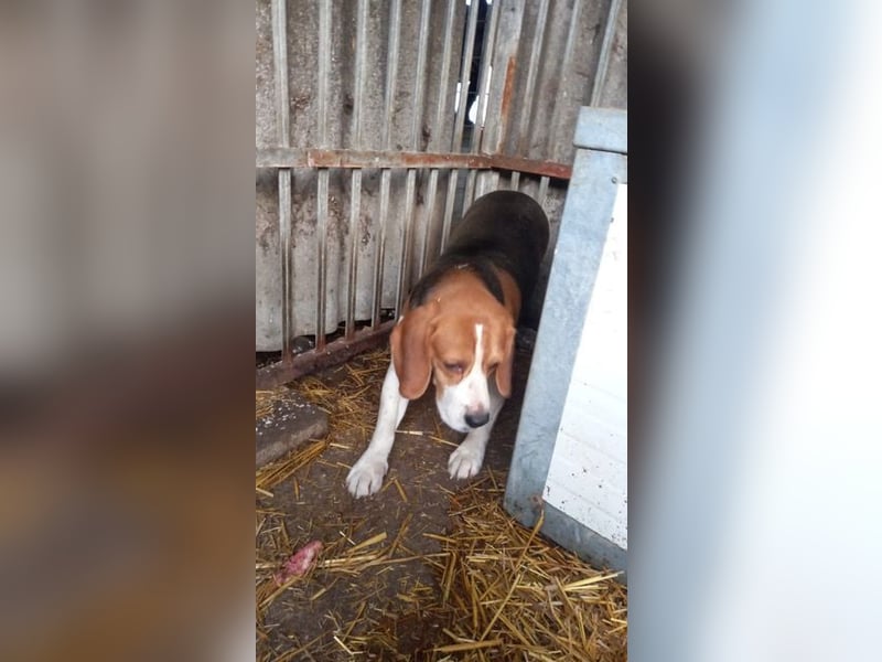 Bicska, schüchterner Beagle Rüde geb. 2021