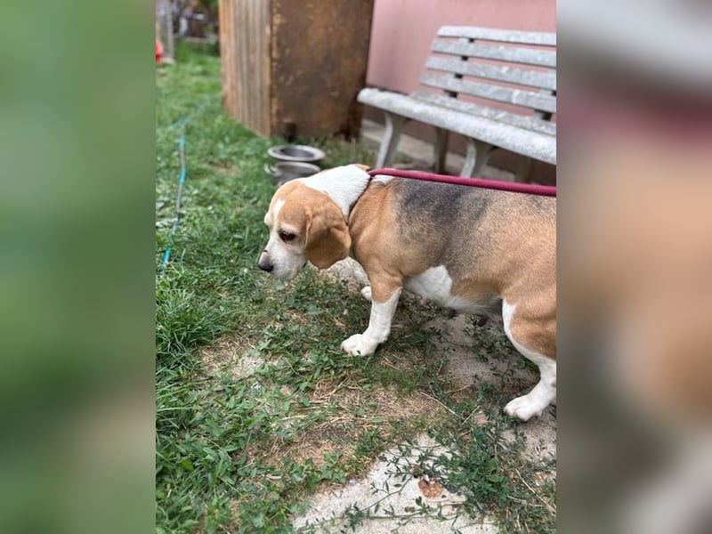 Maya, freundliche Beagle Hündin geb. 2019