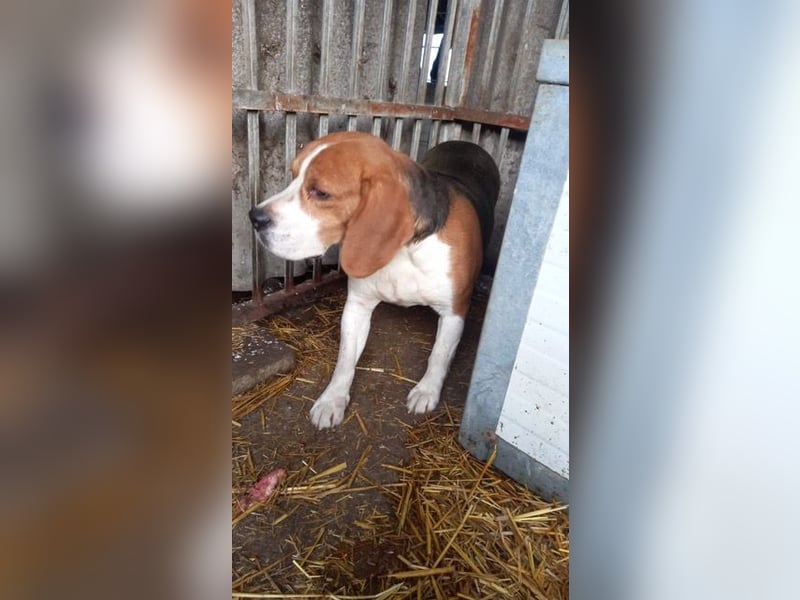 Bicska, schüchterner Beagle Rüde geb. 2021