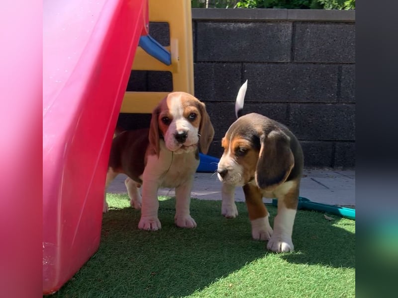 Beagle Welpen