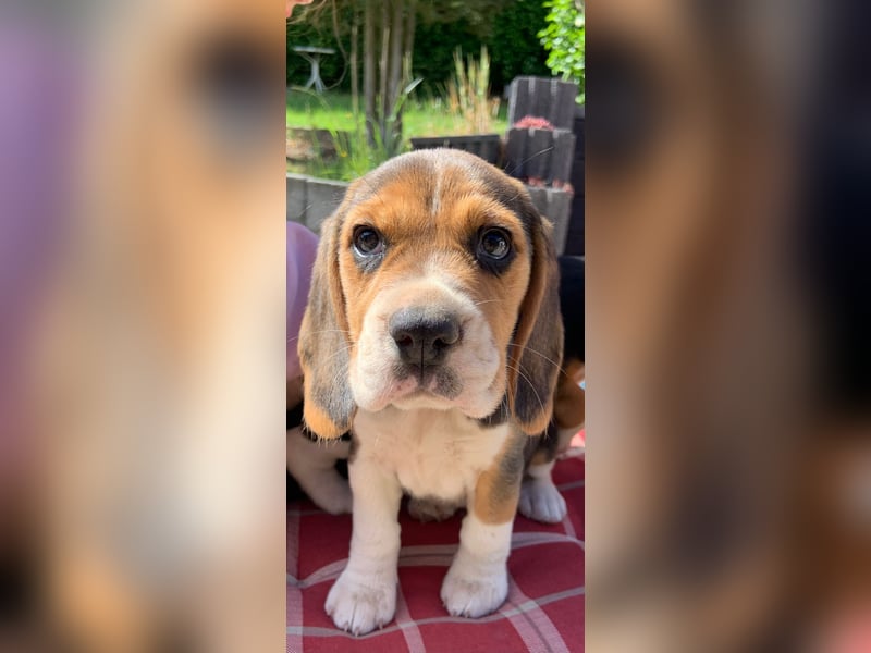 Beagle Welpen