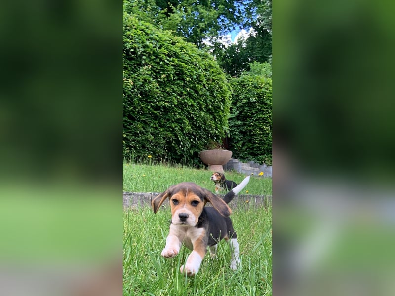 Beagle Welpen