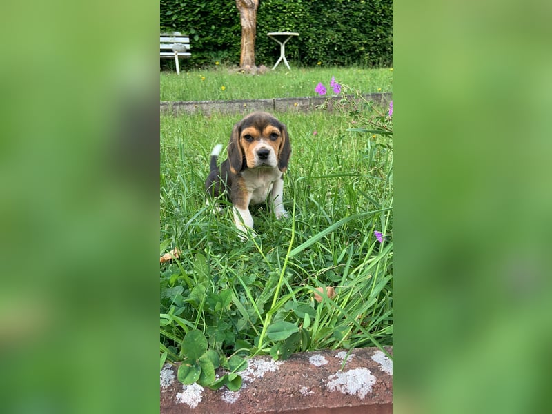 Beagle Welpen