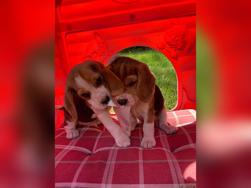 Beagle Welpen
