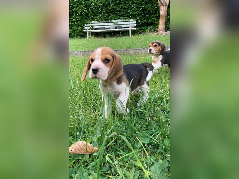 Beagle Welpen