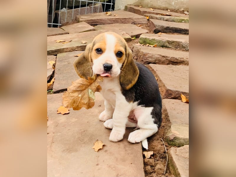 Beagle Welpen