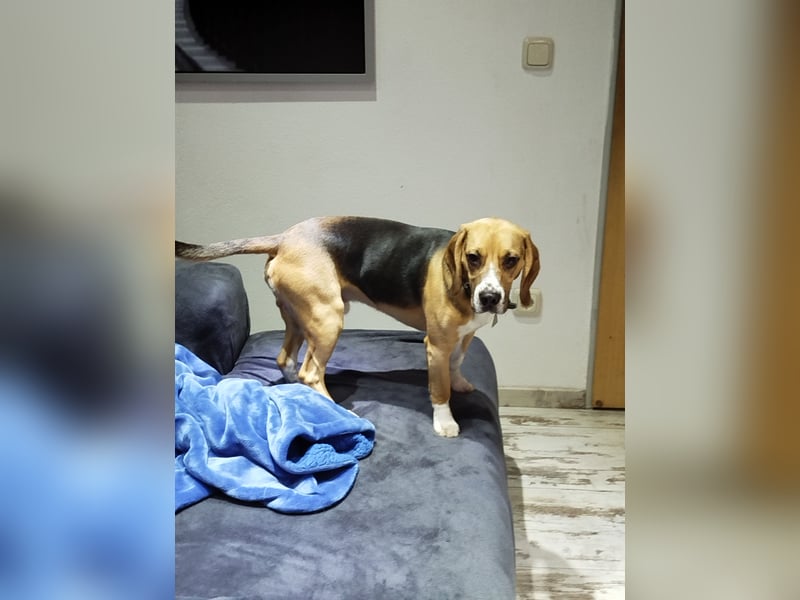 Beagle Rüde Rusty