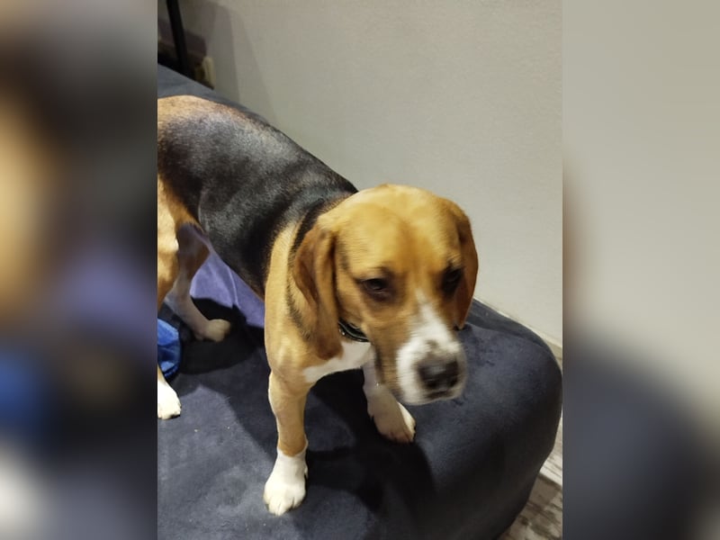 Beagle Rüde Rusty