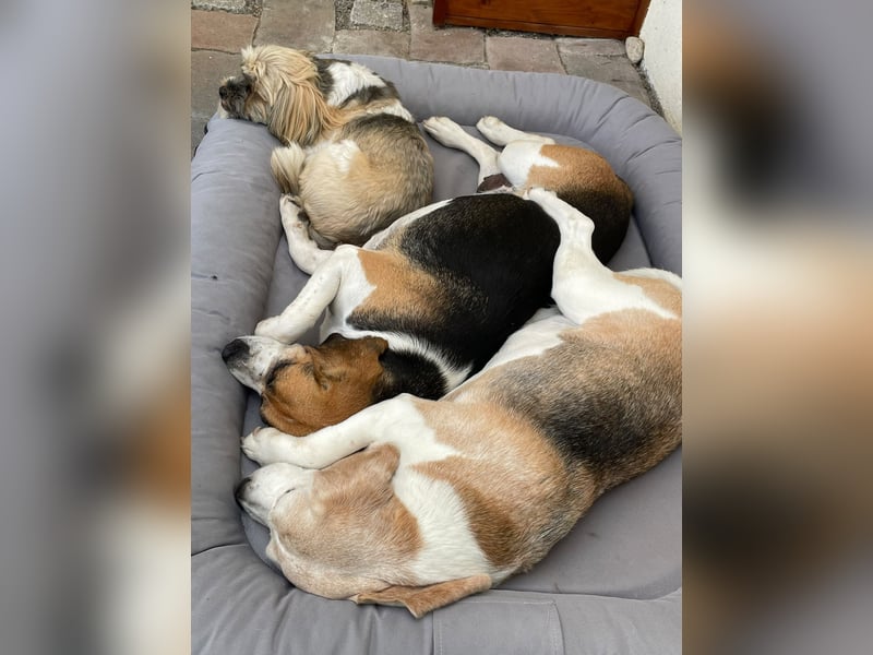 Beagledame Paula