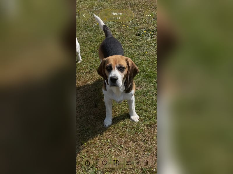 Beagledame Paula