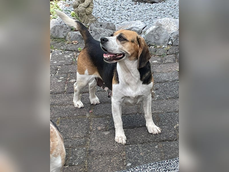 Beagledame Paula