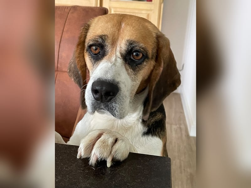 Beagledame Paula