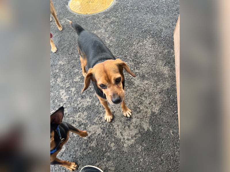Toby, Ruhiger, sensibler Beagle sucht ein geduldiges Zuhause