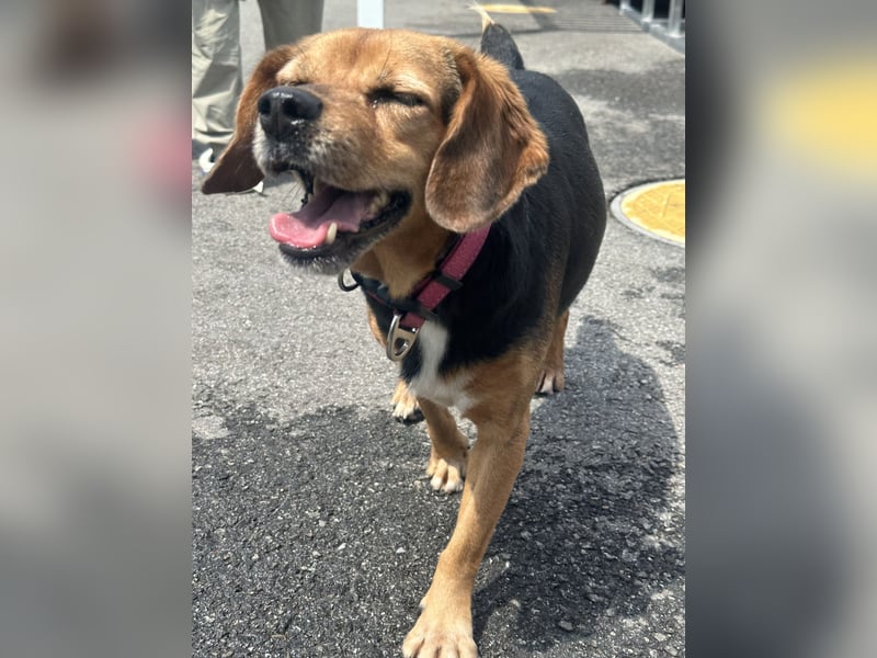 Toby, Ruhiger, sensibler Beagle sucht ein geduldiges Zuhause