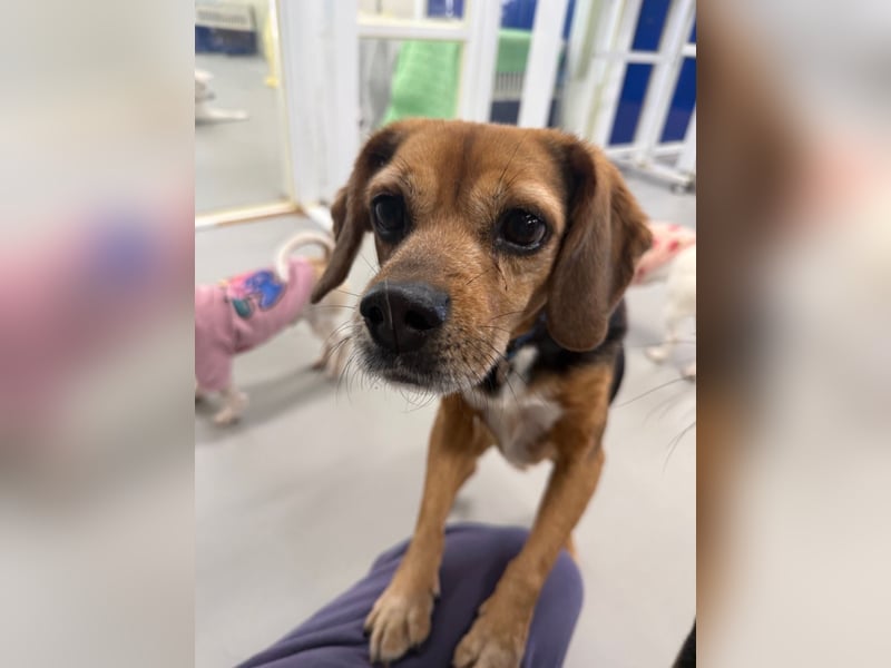 Toby, Ruhiger, sensibler Beagle sucht ein geduldiges Zuhause