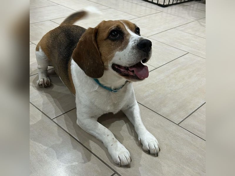 Cesare  - aktiver menschenbezogener Gentleman   ' nicht perfekt, aber perfekt liebenswert!