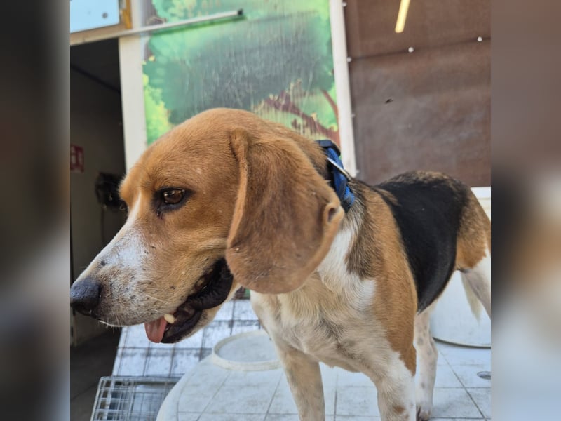 Teodoro - Beagle-Power trifft Sanftmut – dein perfekter Begleiter!