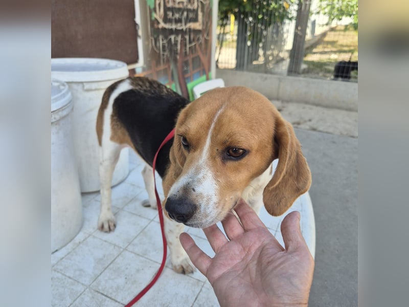 Teodoro - Beagle-Power trifft Sanftmut – dein perfekter Begleiter!