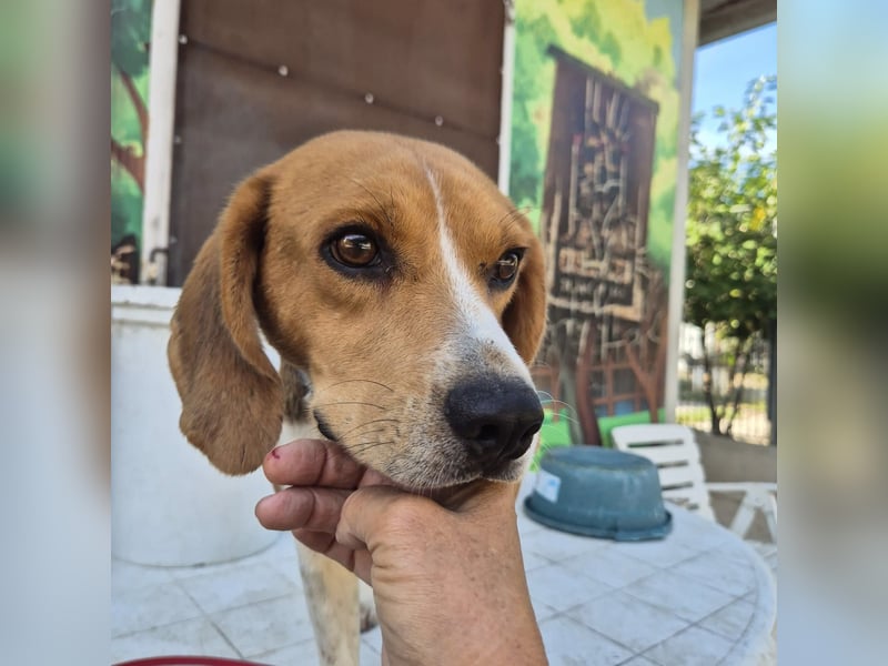 Teodoro - Beagle-Power trifft Sanftmut – dein perfekter Begleiter!