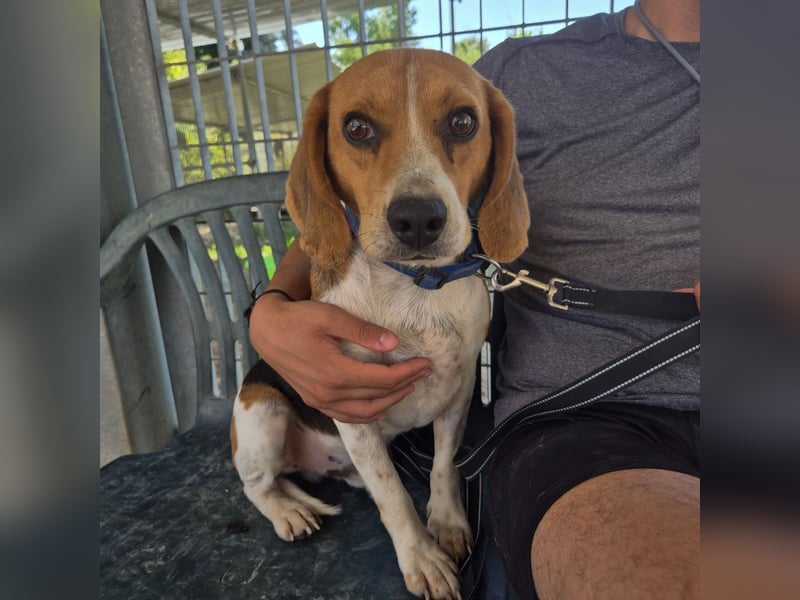 Teodoro - Beagle-Power trifft Sanftmut – dein perfekter Begleiter!