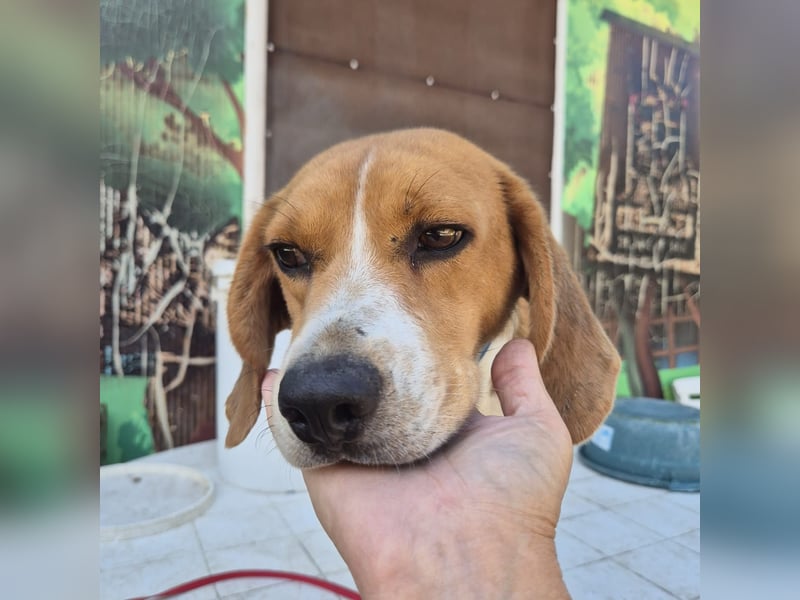 Teodoro - Beagle-Power trifft Sanftmut – dein perfekter Begleiter!