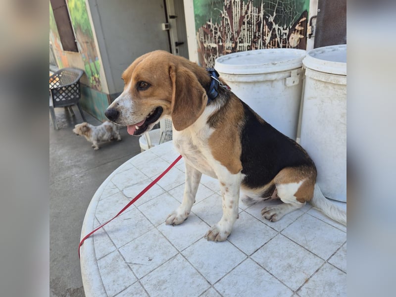 Teodoro - Beagle-Power trifft Sanftmut – dein perfekter Begleiter!