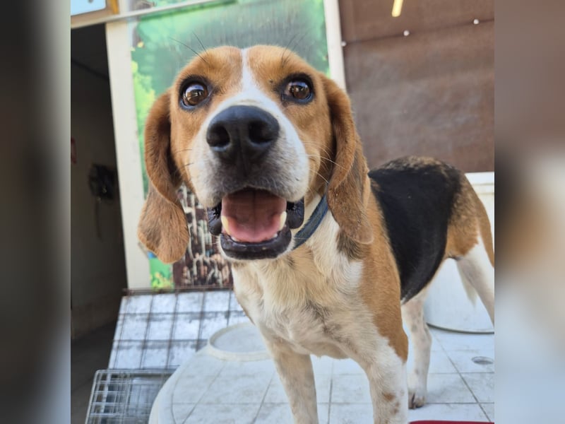 Teodoro - Beagle-Power trifft Sanftmut – dein perfekter Begleiter!