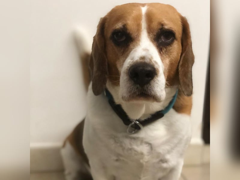 Cesare  - aktiver menschenbezogener Gentleman   ' nicht perfekt, aber perfekt liebenswert!