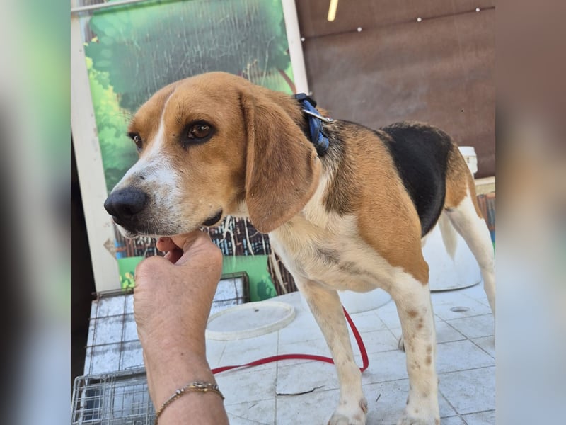 Teodoro - Beagle-Power trifft Sanftmut – dein perfekter Begleiter!