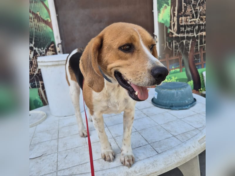 Teodoro - Beagle-Power trifft Sanftmut – dein perfekter Begleiter!