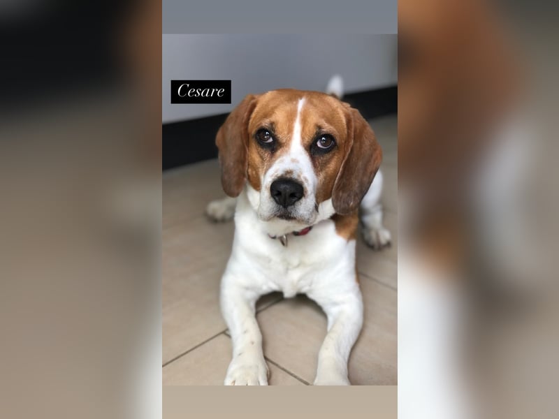 Cesare  - aktiver menschenbezogener Gentleman   ' nicht perfekt, aber perfekt liebenswert!