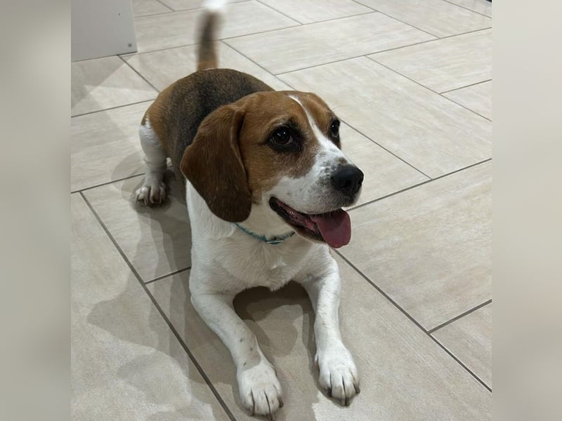 Cesare  - aktiver menschenbezogener Gentleman   ' nicht perfekt, aber perfekt liebenswert!