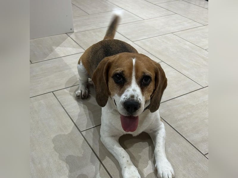 Cesare  - aktiver menschenbezogener Gentleman   ' nicht perfekt, aber perfekt liebenswert!