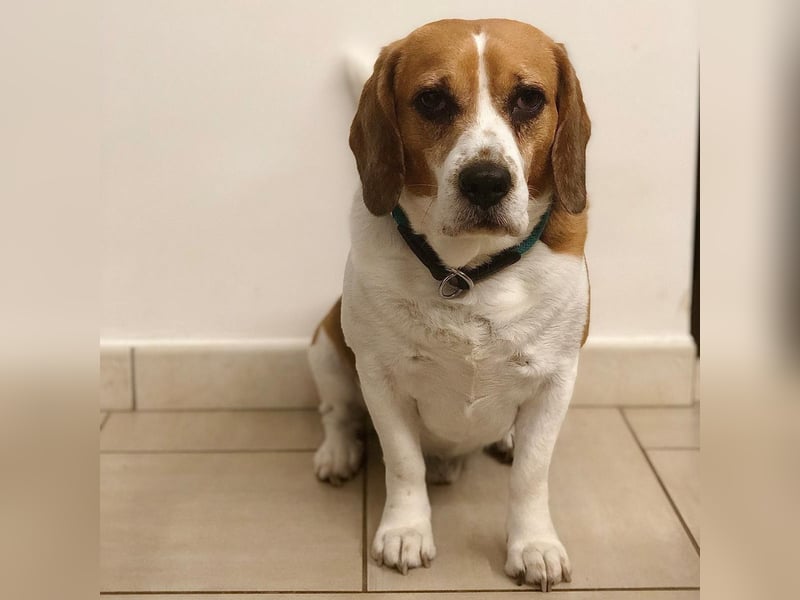 Cesare  - aktiver menschenbezogener Gentleman   ' nicht perfekt, aber perfekt liebenswert!