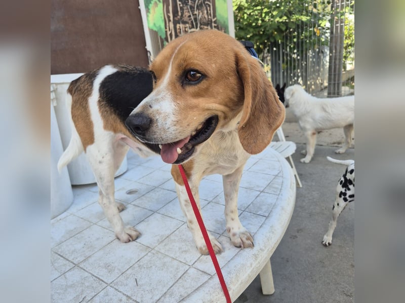 Teodoro - Beagle-Power trifft Sanftmut – dein perfekter Begleiter!